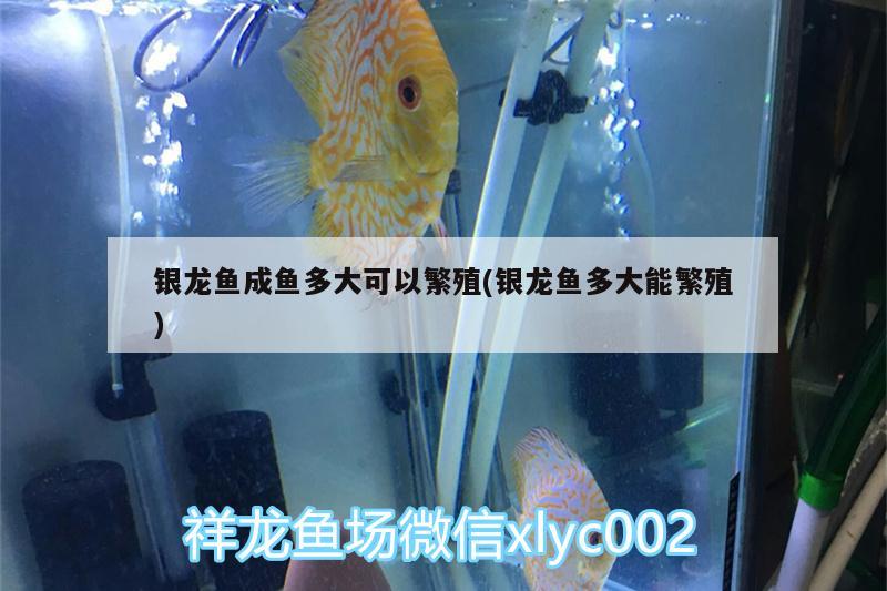 銀龍魚成魚多大可以繁殖(銀龍魚多大能繁殖) 銀龍魚百科 第2張