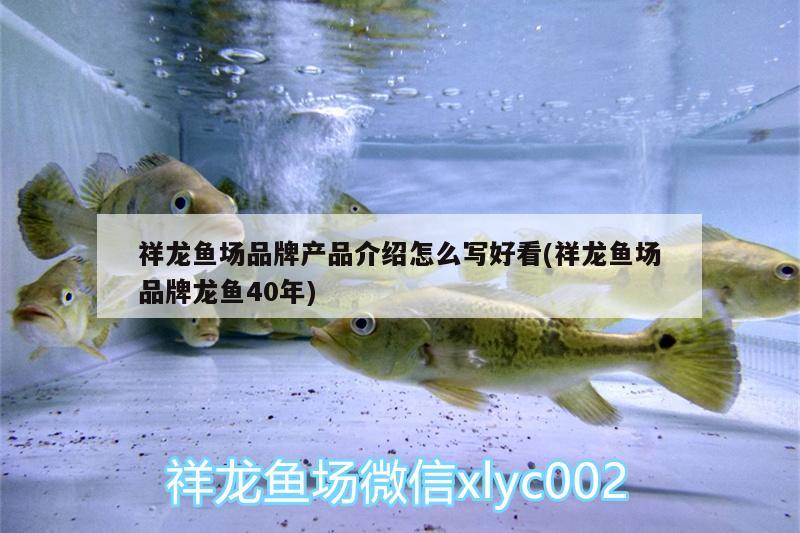 祥龍魚場品牌產(chǎn)品介紹怎么寫好看(祥龍魚場品牌龍魚40年)