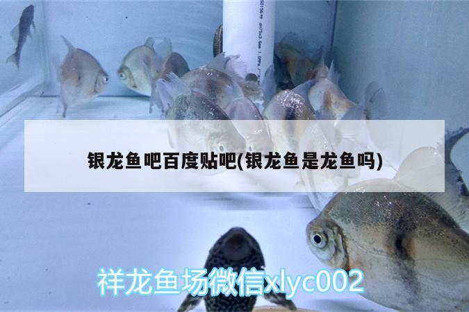 銀龍魚吧百度貼吧(銀龍魚是龍魚嗎)