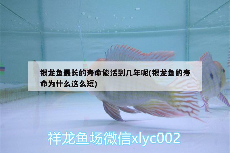 銀龍魚最長的壽命能活到幾年呢(銀龍魚的壽命為什么這么短) 銀龍魚