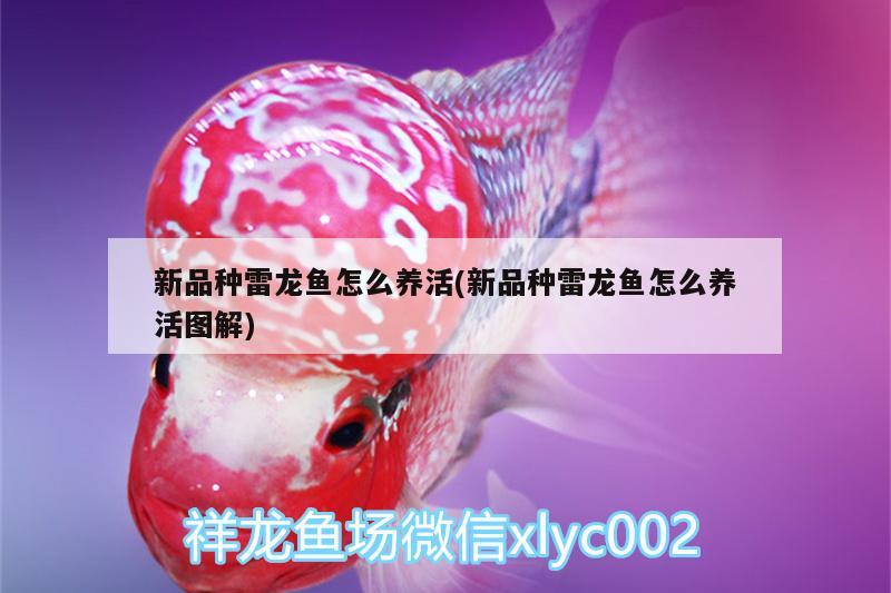 新品種雷龍魚(yú)怎么養(yǎng)活(新品種雷龍魚(yú)怎么養(yǎng)活圖解)