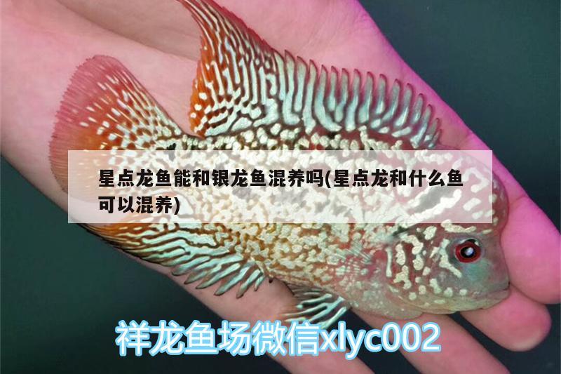 星點(diǎn)龍魚能和銀龍魚混養(yǎng)嗎(星點(diǎn)龍和什么魚可以混養(yǎng))