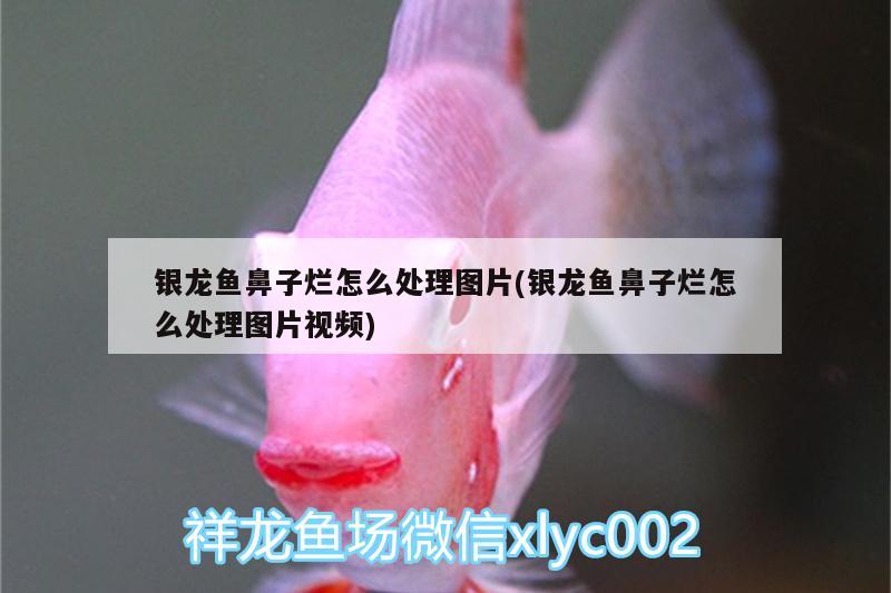 銀龍魚鼻子爛怎么處理圖片(銀龍魚鼻子爛怎么處理圖片視頻)