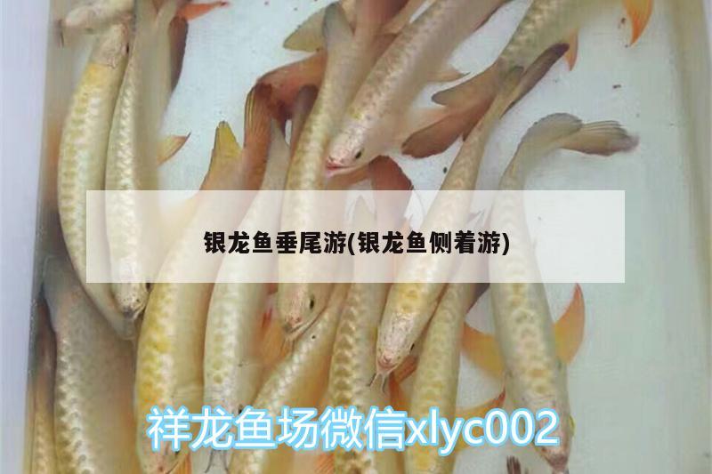 銀龍魚垂尾游(銀龍魚側(cè)著游) 銀龍魚