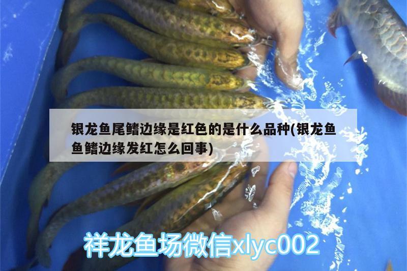 銀龍魚尾鰭邊緣是紅色的是什么品種(銀龍魚魚鰭邊緣發(fā)紅怎么回事)