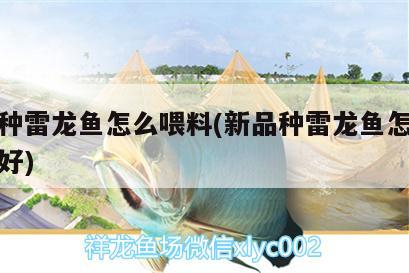 新品種雷龍魚怎么喂料(新品種雷龍魚怎么喂料最好) 祥龍金禾金龍魚