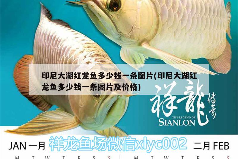 印尼大湖紅龍魚多少錢一條圖片(印尼大湖紅龍魚多少錢一條圖片及價(jià)格)