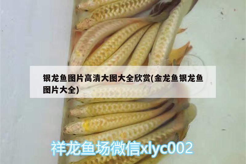 銀龍魚(yú)圖片高清大圖大全欣賞(金龍魚(yú)銀龍魚(yú)圖片大全)