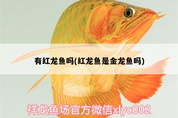 有紅龍魚(yú)嗎(紅龍魚(yú)是金龍魚(yú)嗎)