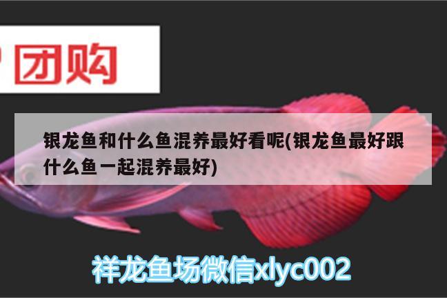 銀龍魚和什么魚混養(yǎng)最好看呢(銀龍魚最好跟什么魚一起混養(yǎng)最好) 銀龍魚