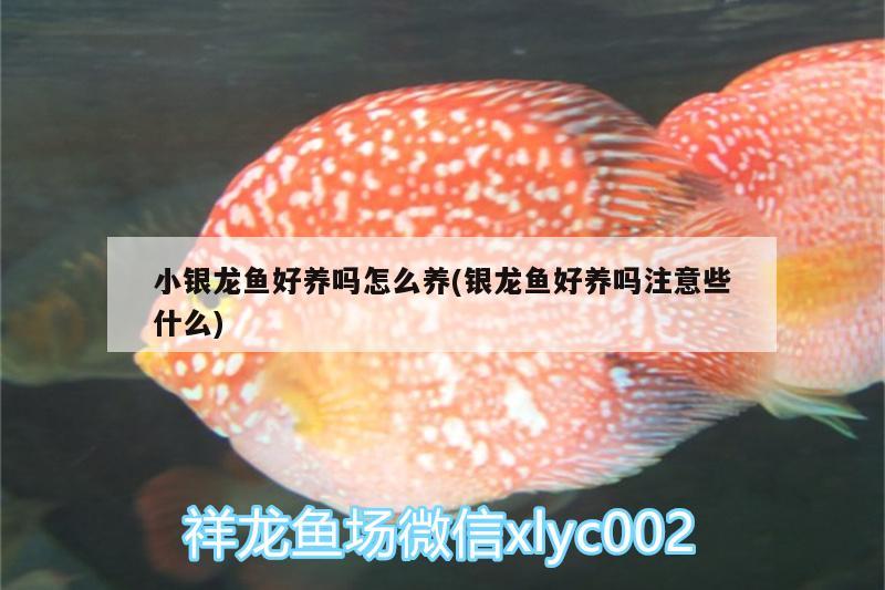 小銀龍魚好養(yǎng)嗎怎么養(yǎng)(銀龍魚好養(yǎng)嗎注意些什么)