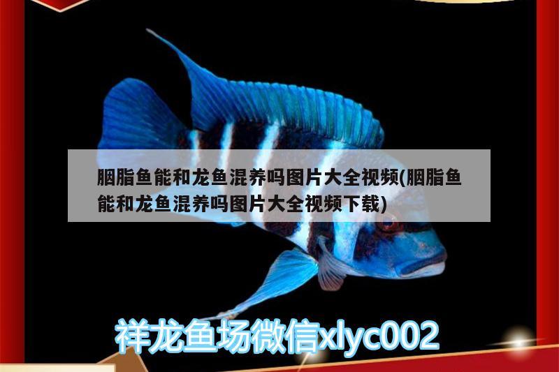 胭脂魚能和龍魚混養(yǎng)嗎圖片大全視頻(胭脂魚能和龍魚混養(yǎng)嗎圖片大全視頻下載) 廣州觀賞魚批發(fā)市場(chǎng)