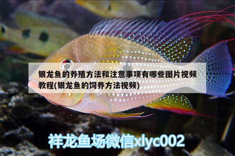 銀龍魚的養(yǎng)殖方法和注意事項有哪些圖片視頻教程(銀龍魚的飼養(yǎng)方法視頻) 銀龍魚百科