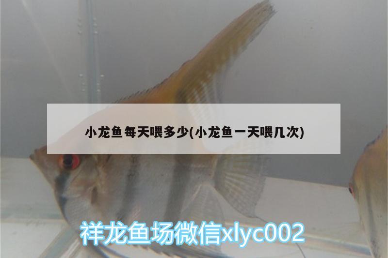 小龍魚(yú)每天喂多少(小龍魚(yú)一天喂幾次) 白子銀版魚(yú)苗