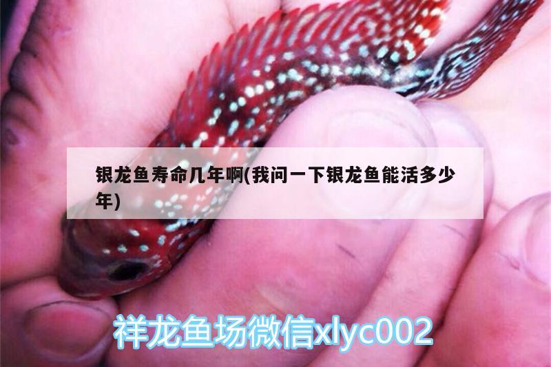 銀龍魚壽命幾年啊(我問一下銀龍魚能活多少年) 銀龍魚