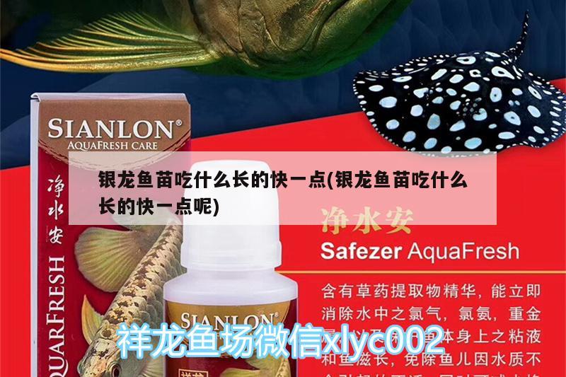 銀龍魚苗吃什么長的快一點(銀龍魚苗吃什么長的快一點呢) 銀龍魚百科