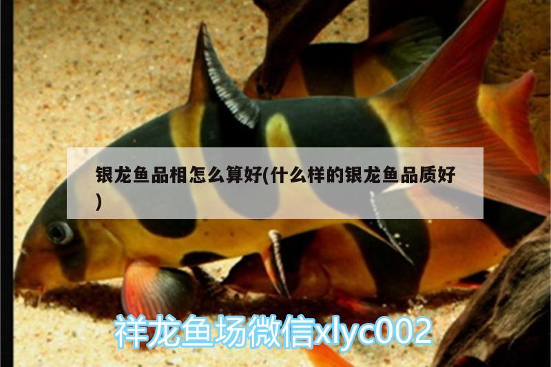 銀龍魚(yú)品相怎么算好(什么樣的銀龍魚(yú)品質(zhì)好)