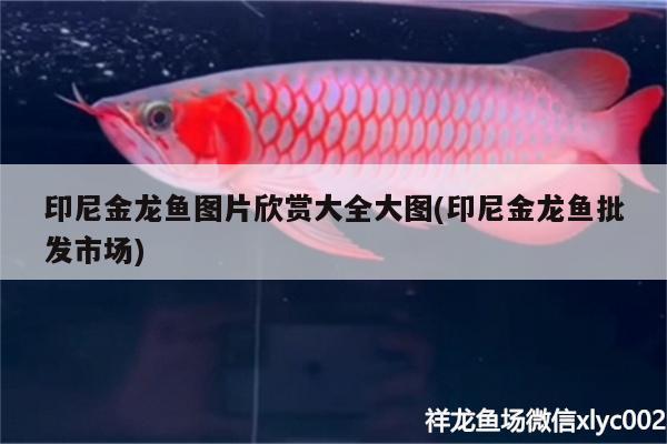 印尼金龍魚圖片欣賞大全大圖(印尼金龍魚批發(fā)市場(chǎng)) 龍魚批發(fā)