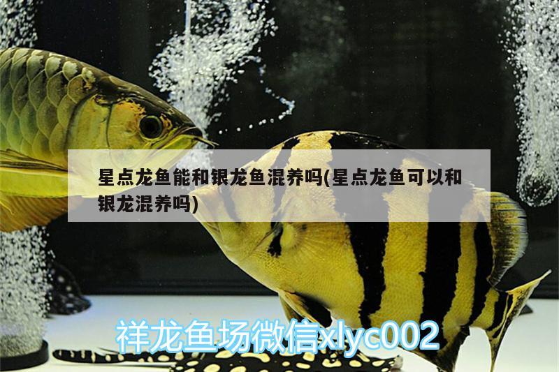 星點(diǎn)龍魚能和銀龍魚混養(yǎng)嗎(星點(diǎn)龍魚可以和銀龍混養(yǎng)嗎)