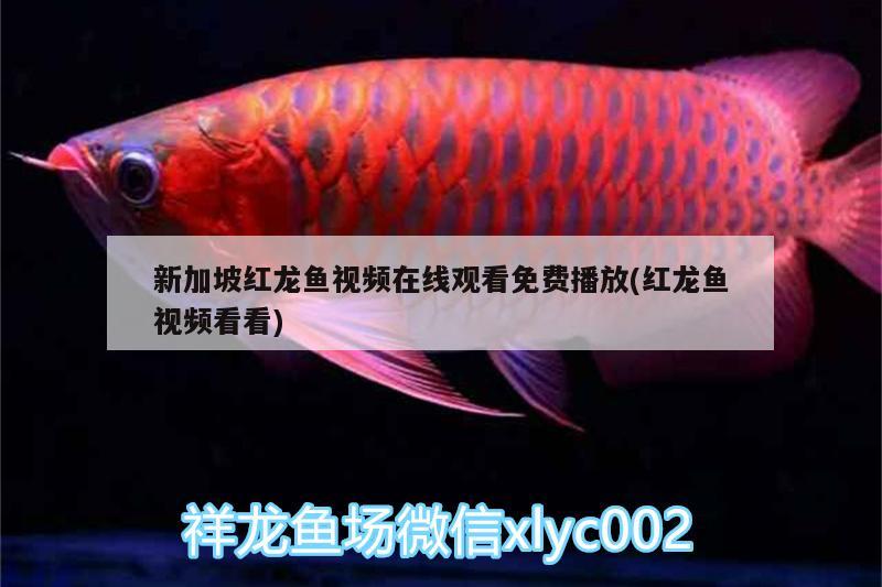 新加坡紅龍魚視頻在線觀看免費(fèi)播放(紅龍魚視頻看看) 紅頭利魚