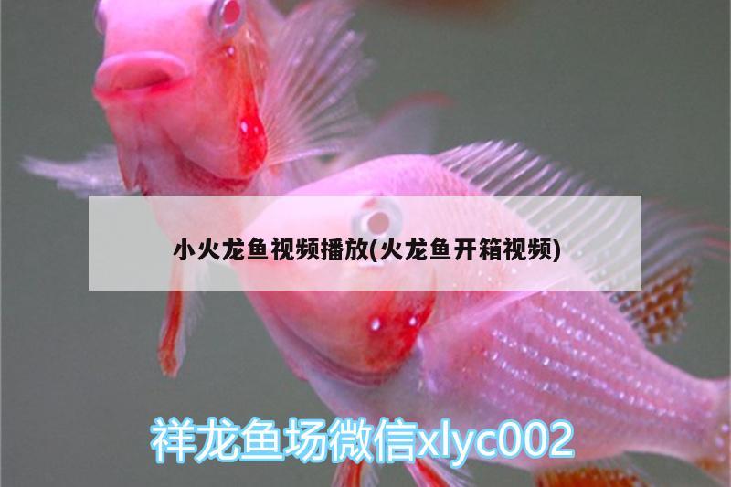 小火龍魚視頻播放(火龍魚開(kāi)箱視頻) 魟魚百科