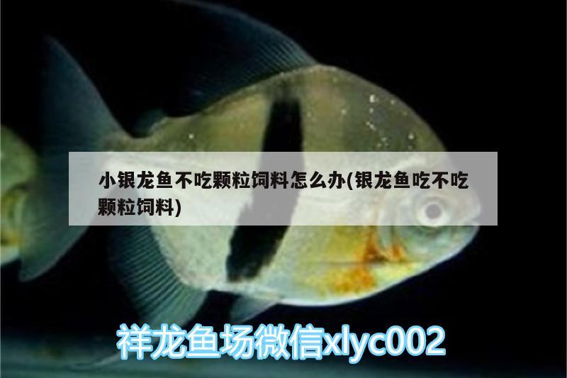 小銀龍魚不吃顆粒飼料怎么辦(銀龍魚吃不吃顆粒飼料)