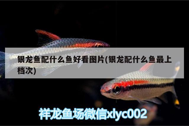 銀龍魚(yú)配什么魚(yú)好看圖片(銀龍配什么魚(yú)最上檔次)