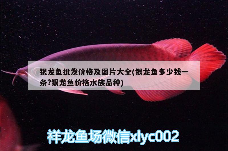 銀龍魚批發(fā)價(jià)格及圖片大全(銀龍魚多少錢一條?銀龍魚價(jià)格水族品種) 龍魚批發(fā)