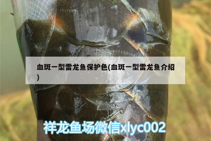 血斑一型雷龍魚保護(hù)色(血斑一型雷龍魚介紹)