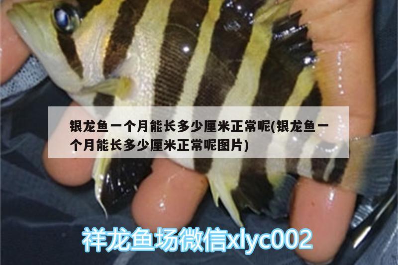 銀龍魚一個月能長多少厘米正常呢(銀龍魚一個月能長多少厘米正常呢圖片) 銀龍魚