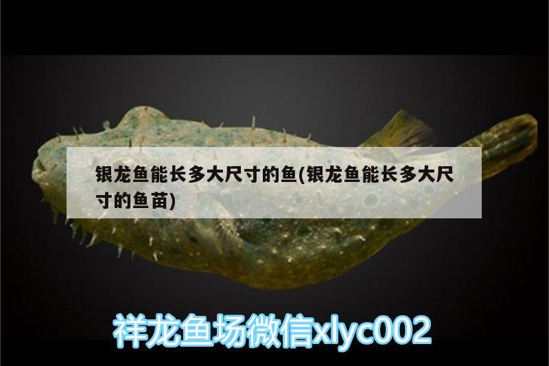 銀龍魚能長多大尺寸的魚(銀龍魚能長多大尺寸的魚苗) 銀龍魚百科