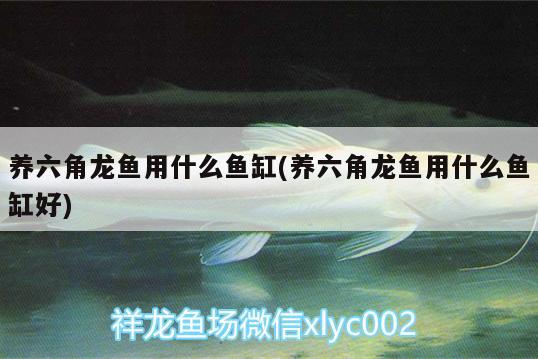 養(yǎng)六角龍魚用什么魚缸(養(yǎng)六角龍魚用什么魚缸好) 巴西亞魚