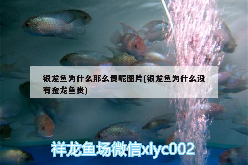 銀龍魚為什么那么貴呢圖片(銀龍魚為什么沒有金龍魚貴) 銀龍魚