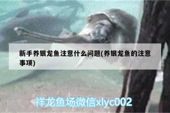 新手養(yǎng)銀龍魚注意什么問題(養(yǎng)銀龍魚的注意事項) 銀龍魚百科