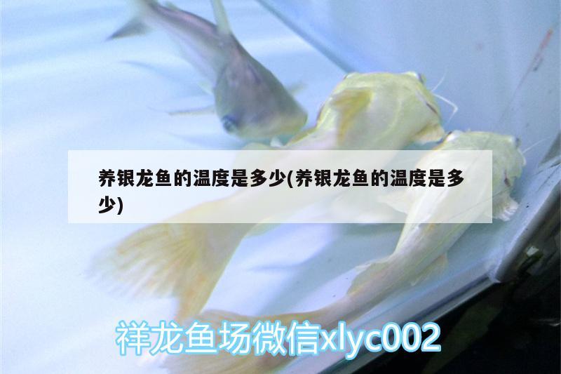 養(yǎng)銀龍魚(yú)的溫度是多少(養(yǎng)銀龍魚(yú)的溫度是多少) 銀龍魚(yú)百科