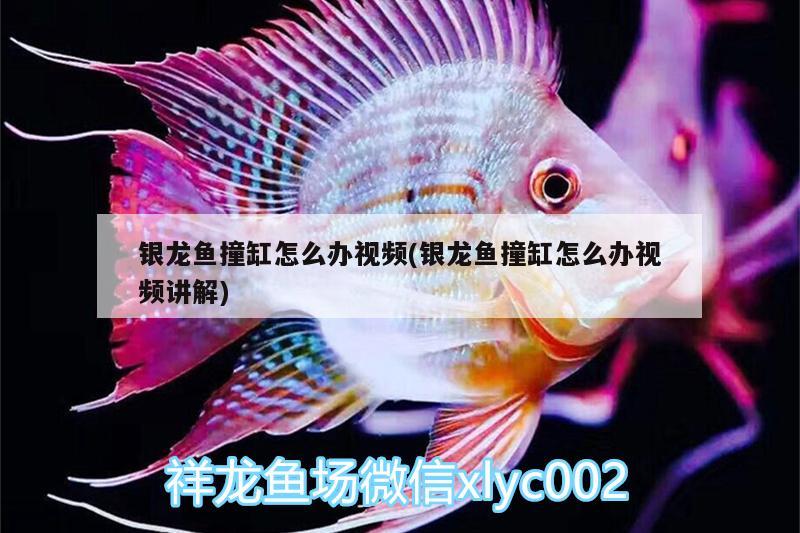 銀龍魚撞缸怎么辦視頻(銀龍魚撞缸怎么辦視頻講解)