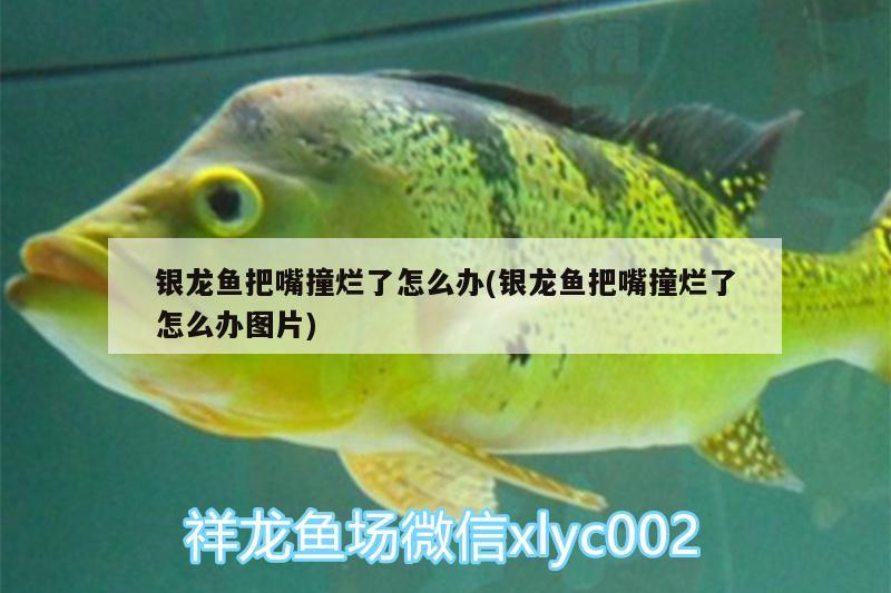 銀龍魚(yú)把嘴撞爛了怎么辦(銀龍魚(yú)把嘴撞爛了怎么辦圖片) 銀龍魚(yú)