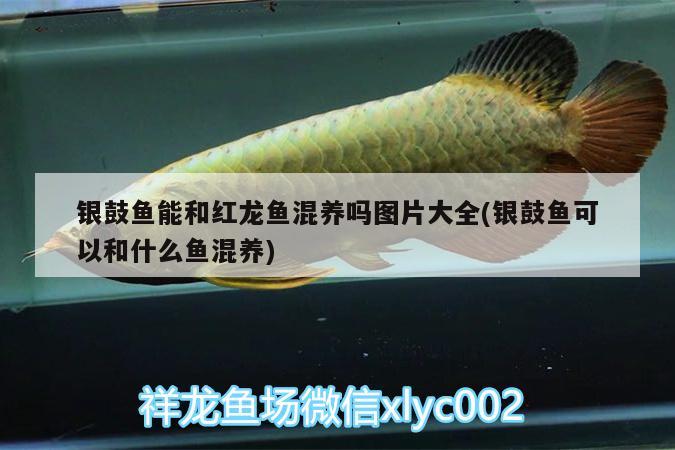 銀鼓魚能和紅龍魚混養(yǎng)嗎圖片大全(銀鼓魚可以和什么魚混養(yǎng)) 其它水族用具設(shè)備