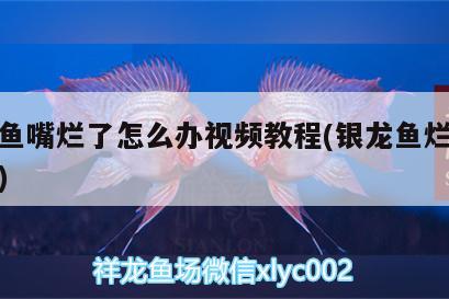 銀龍魚嘴爛了怎么辦視頻教程(銀龍魚爛嘴怎么治)