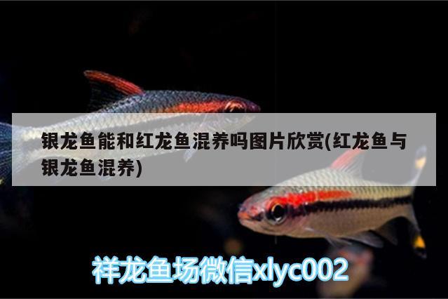 銀龍魚(yú)能和紅龍魚(yú)混養(yǎng)嗎圖片欣賞(紅龍魚(yú)與銀龍魚(yú)混養(yǎng)) 銀龍魚(yú)百科