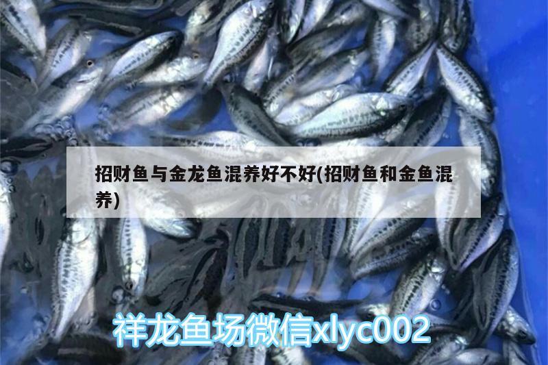 招財(cái)魚(yú)與金龍魚(yú)混養(yǎng)好不好(招財(cái)魚(yú)和金魚(yú)混養(yǎng)) 元寶鯽 第2張