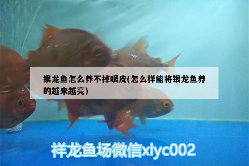 銀龍魚怎么養(yǎng)不掉眼皮(怎么樣能將銀龍魚養(yǎng)的越來越亮)