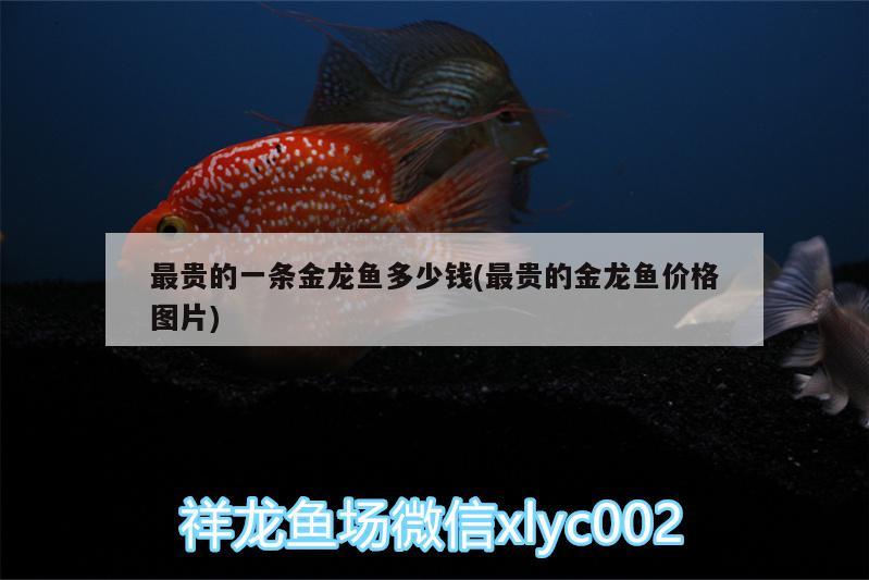 最貴的一條金龍魚多少錢(最貴的金龍魚價格圖片) 水族品牌