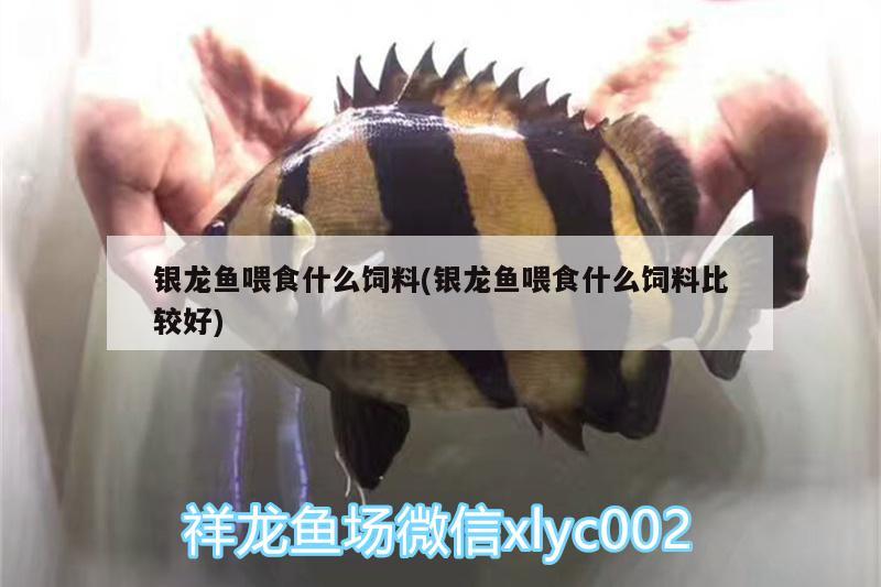 銀龍魚喂食什么飼料(銀龍魚喂食什么飼料比較好) 銀龍魚百科