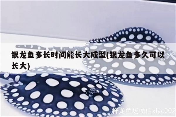 銀龍魚多長時間能長大成型(銀龍魚多久可以長大) 銀龍魚百科