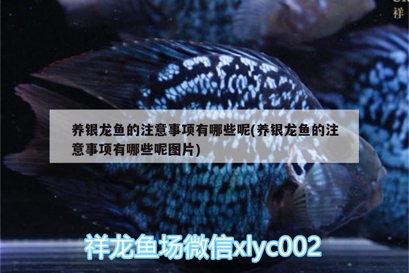 養(yǎng)銀龍魚的注意事項有哪些呢(養(yǎng)銀龍魚的注意事項有哪些呢圖片) 銀龍魚 第2張