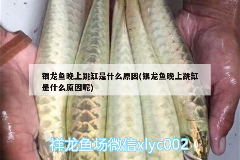 銀龍魚晚上跳缸是什么原因(銀龍魚晚上跳缸是什么原因呢) 銀龍魚