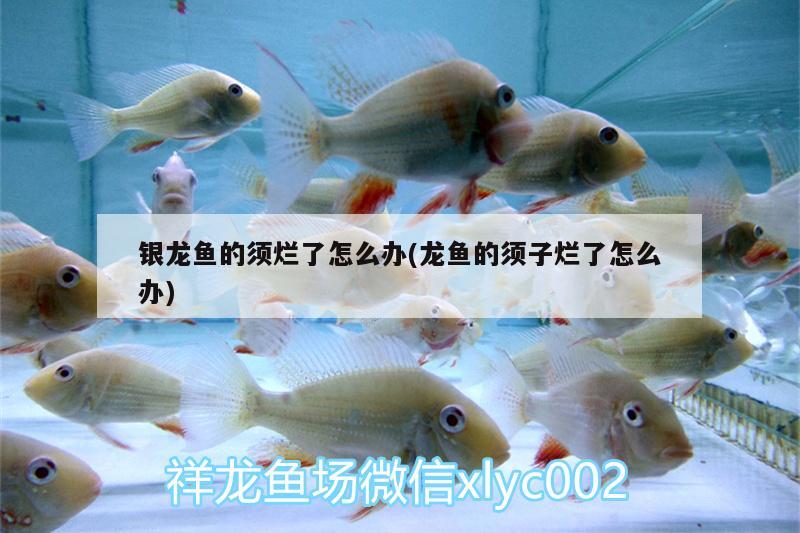 銀龍魚的須爛了怎么辦(龍魚的須子爛了怎么辦) 銀龍魚