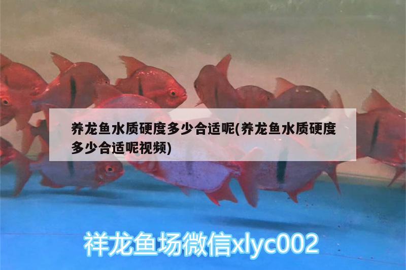 養(yǎng)龍魚(yú)水質(zhì)硬度多少合適呢(養(yǎng)龍魚(yú)水質(zhì)硬度多少合適呢視頻)