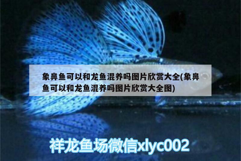 象鼻魚(yú)可以和龍魚(yú)混養(yǎng)嗎圖片欣賞大全(象鼻魚(yú)可以和龍魚(yú)混養(yǎng)嗎圖片欣賞大全圖)